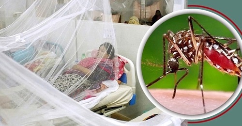 ডেঙ্গুতে একদিনে আরও ১০ জনের মৃত্যু